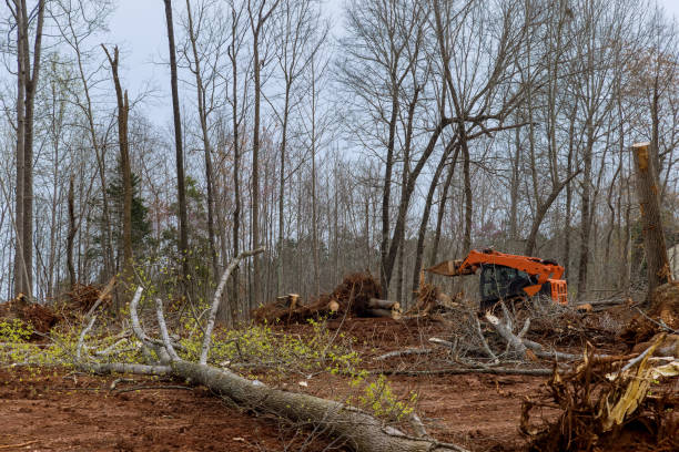  Jeannette, PA Tree Removal Services Pros