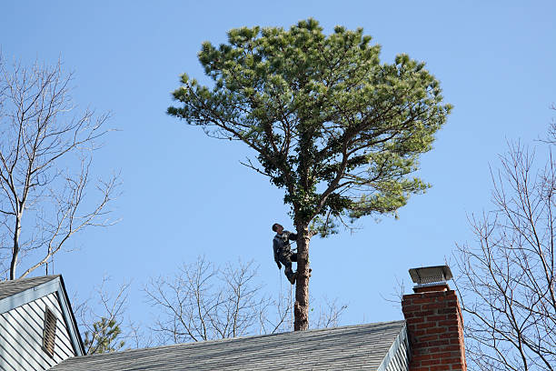 Trusted Jeannette, PA Tree Removal Services Experts